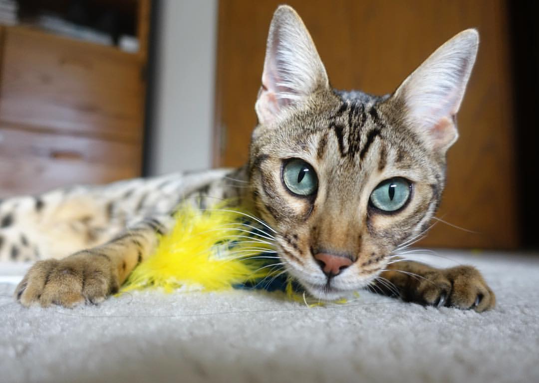 9游游戏官网-_极限滑板竞速：城市街头的速度狂欢_，极限滑板车百科