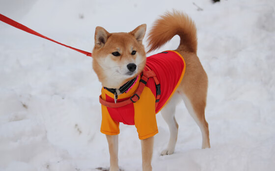 【Juan Soto的致命一击】关键时刻超强表现助球队出线，致命一击是什么技能