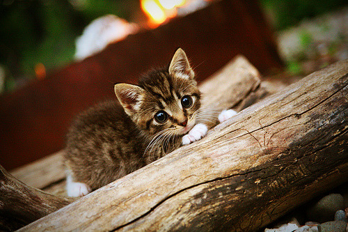 九游官网入口-意甲比赛现场，球员讲述场上战术压力下如何应变应对，意甲对抗强度